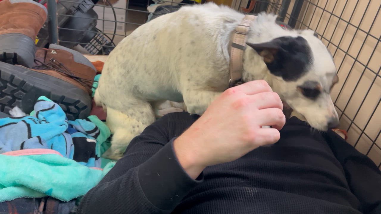 Enlarge Cali , a Adoptable Mixed Breed in Argyle, NY video 3/6