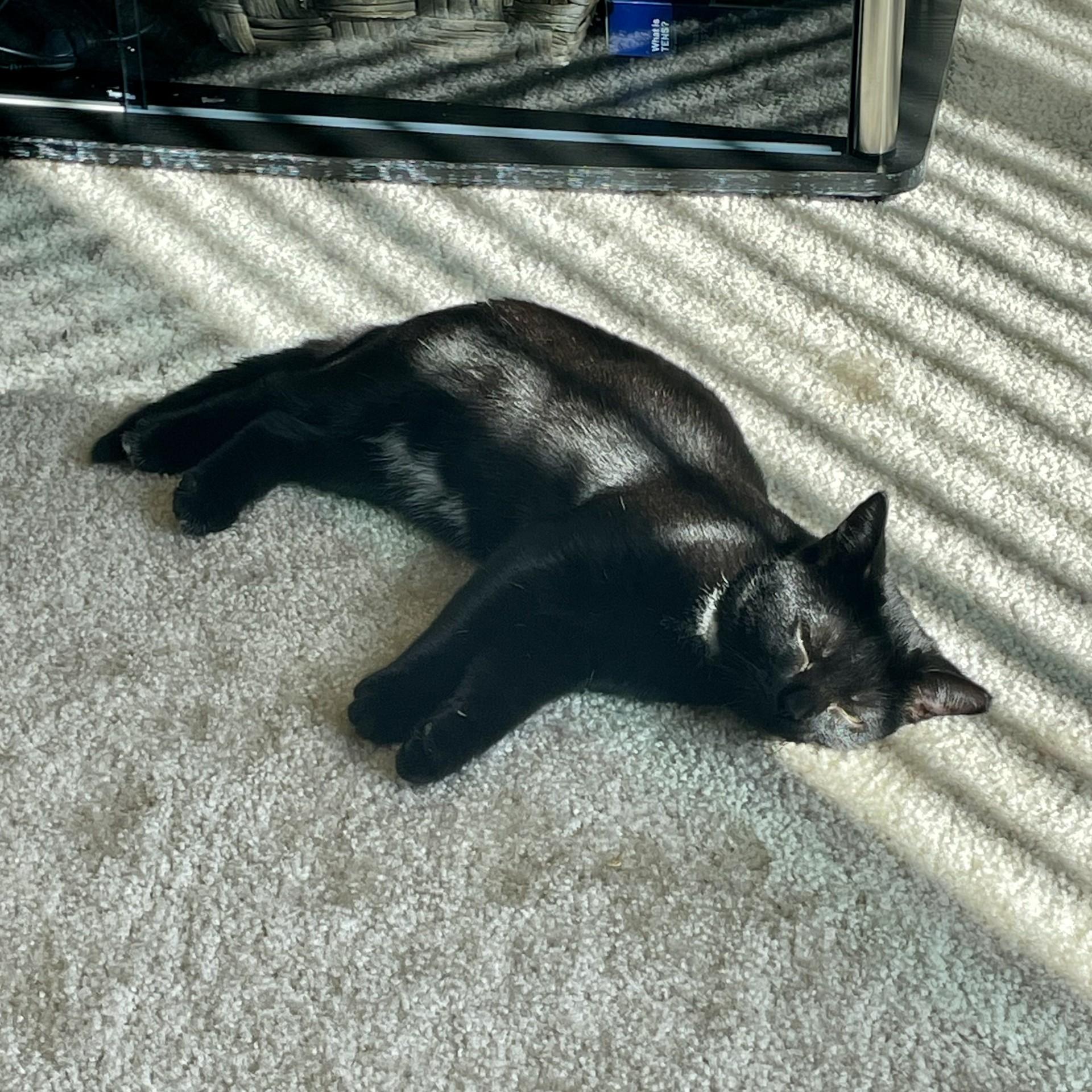 Enlarge Finn, a Adoptable Domestic Short Hair in Leesburg, VA image 3/3