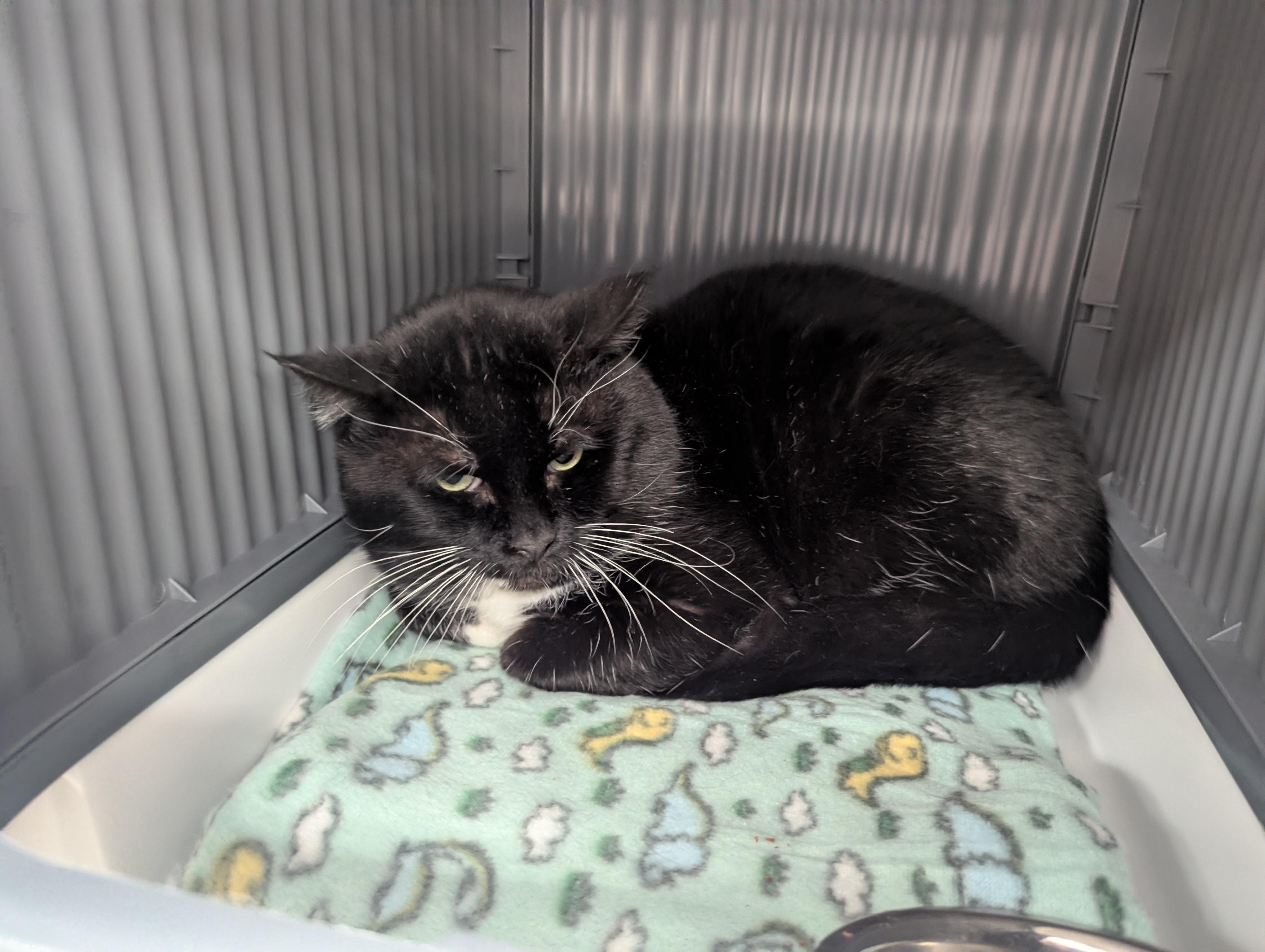 Santa (Working Cat), Adoptable, Adult Male Domestic Short Hair.