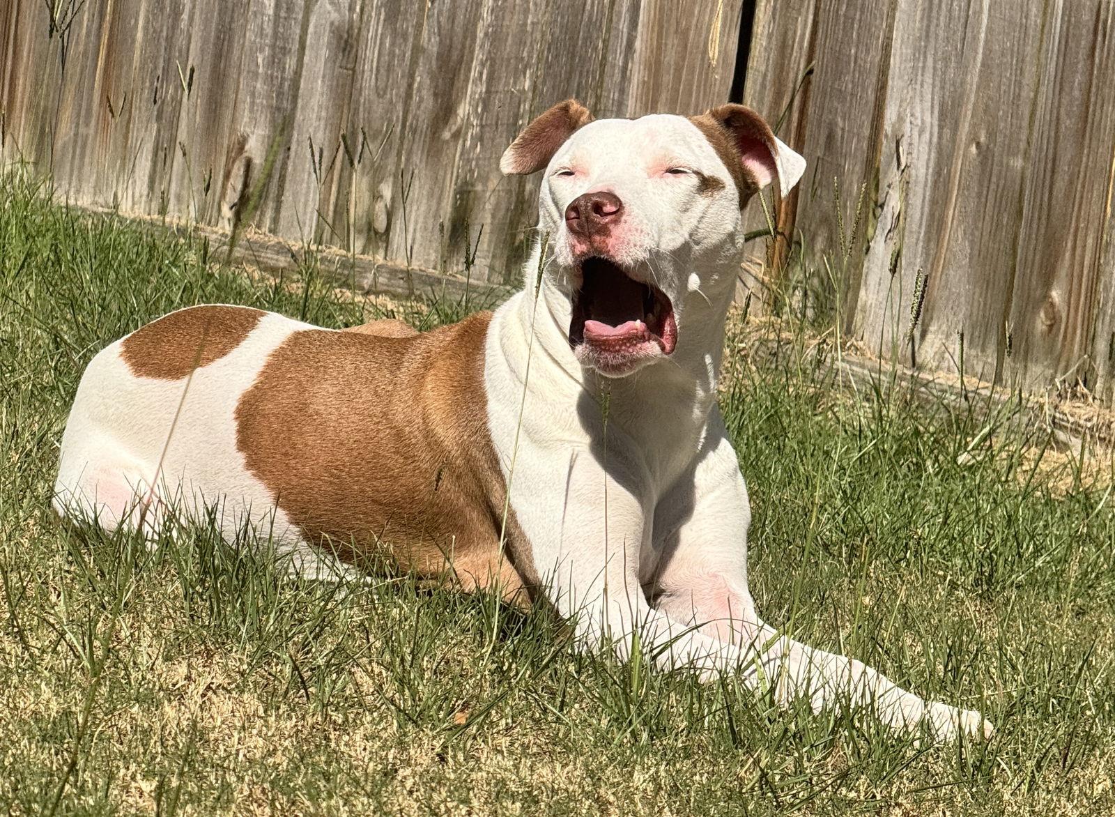 Easton, Adopted, Senior Female American Staffordshire Terrier & Pit Bull Terrier.