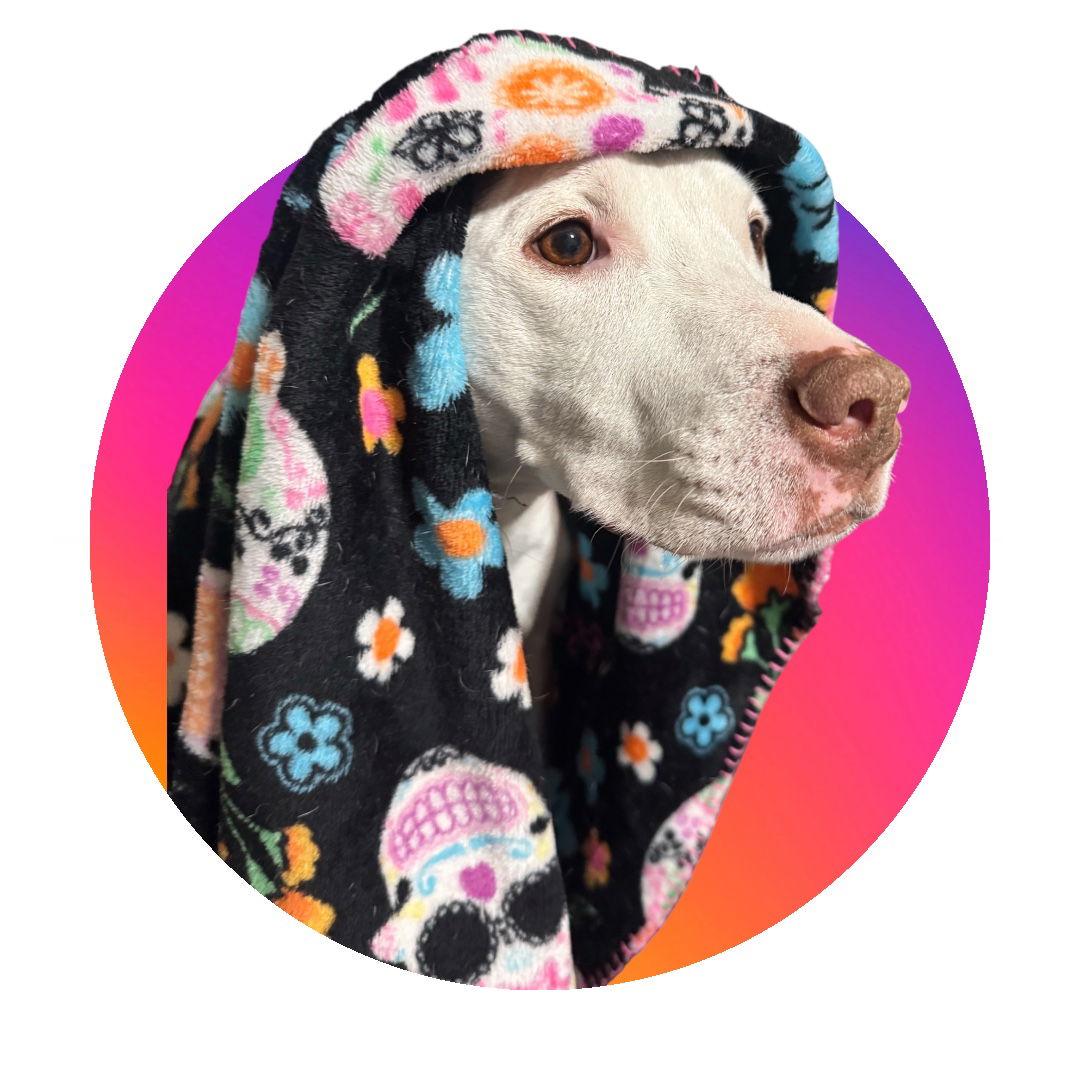 Easton, Adopted, Senior Female American Staffordshire Terrier & Pit Bull Terrier.