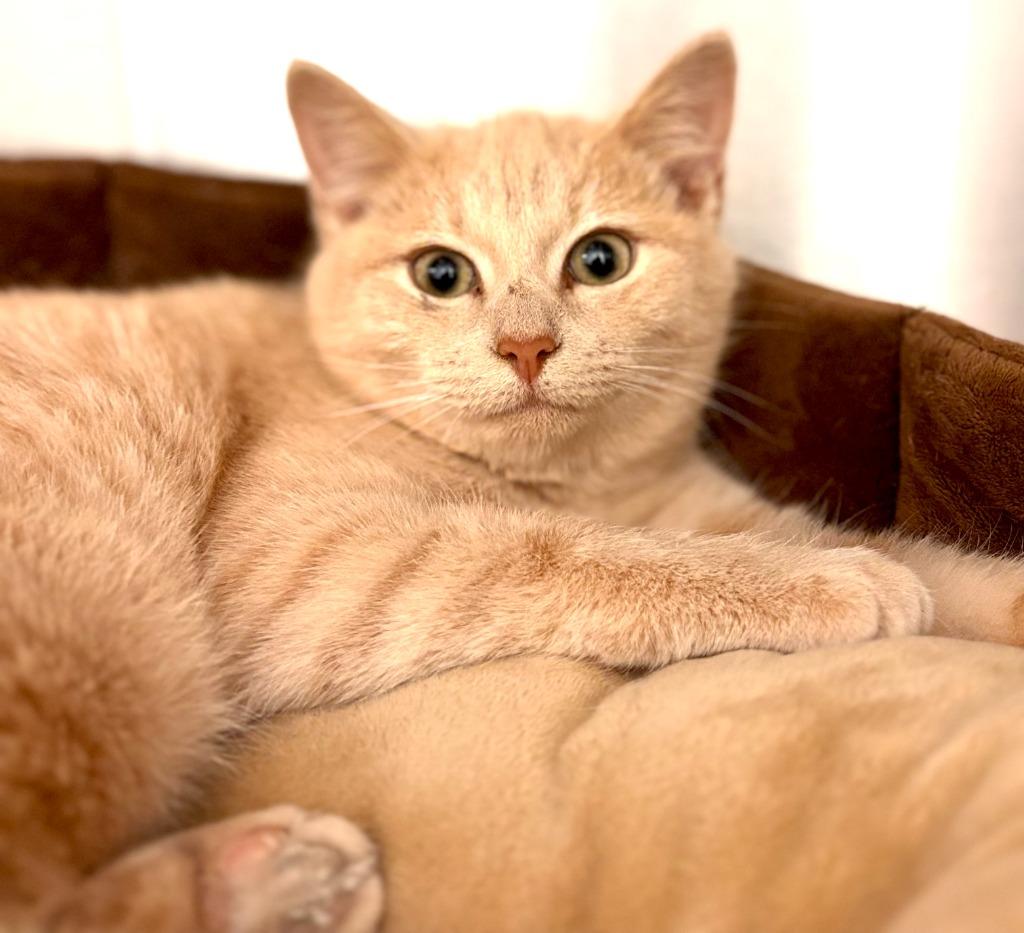 Feta, Adoptable, Young Female Domestic Short Hair.