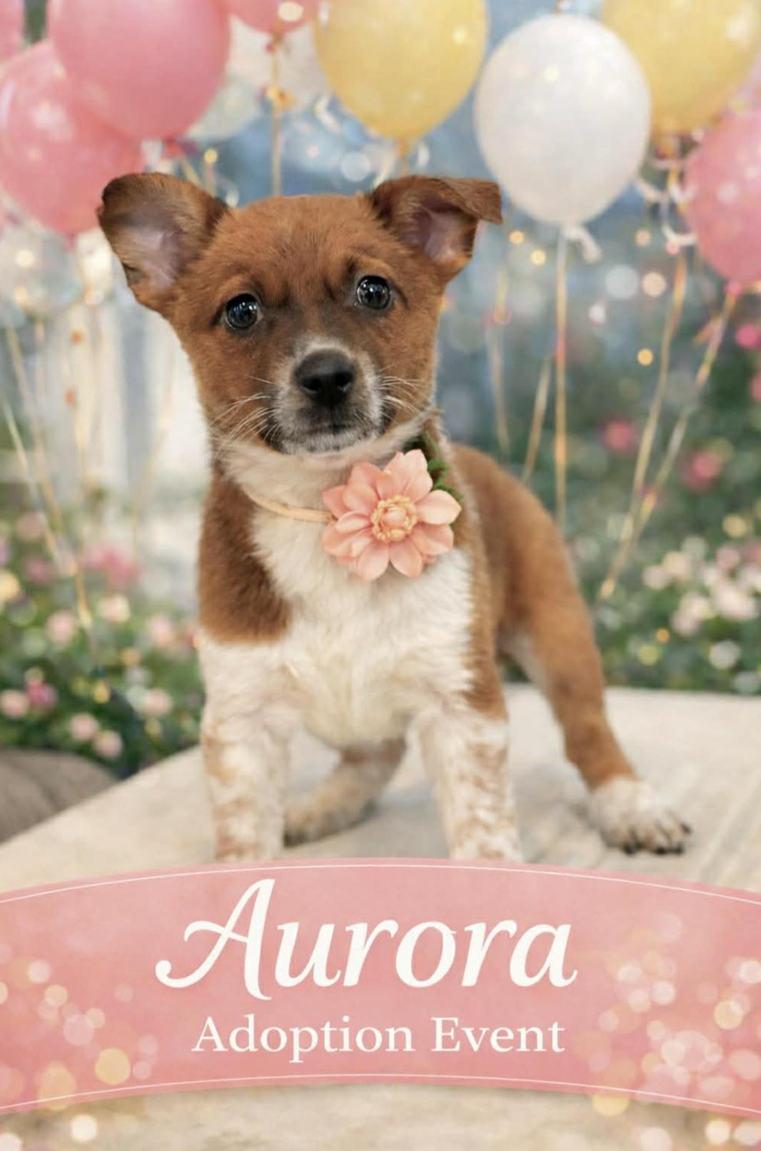 Aurora — thumbnail 5