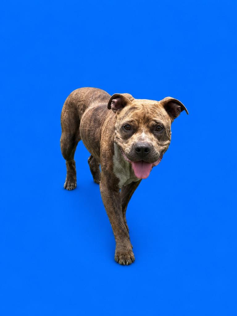 Gary, Adoptable, Adult Male Terrier.