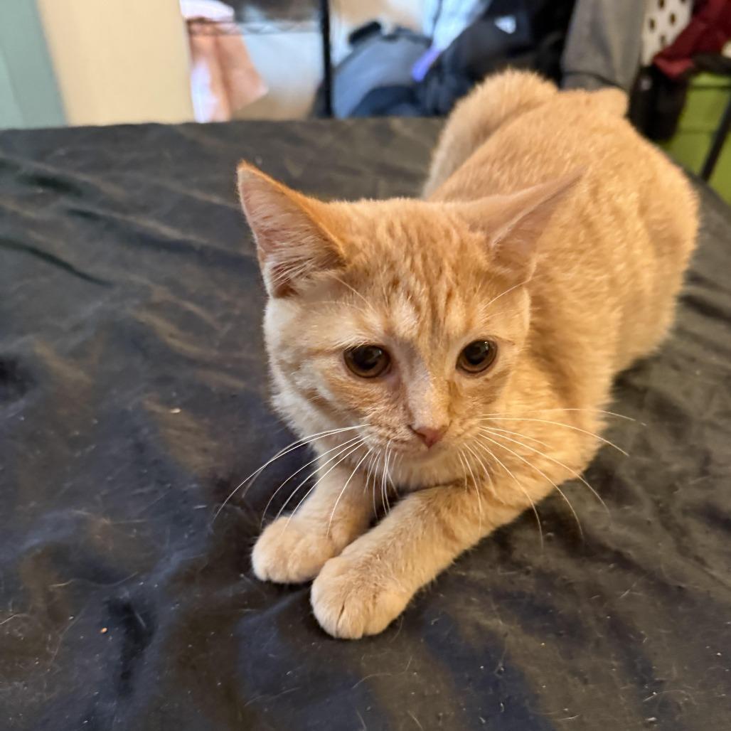 Enlarge Doc/Rapenzel, a Adoptable American Shorthair in Pittsburgh, PA image 1/2