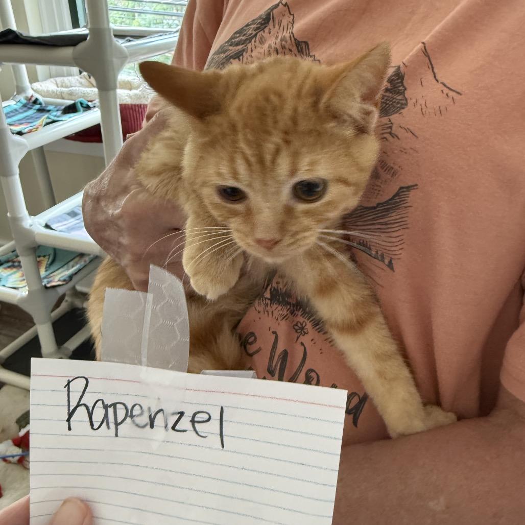 Enlarge Doc/Rapenzel, a Adoptable American Shorthair in Pittsburgh, PA image 2/2