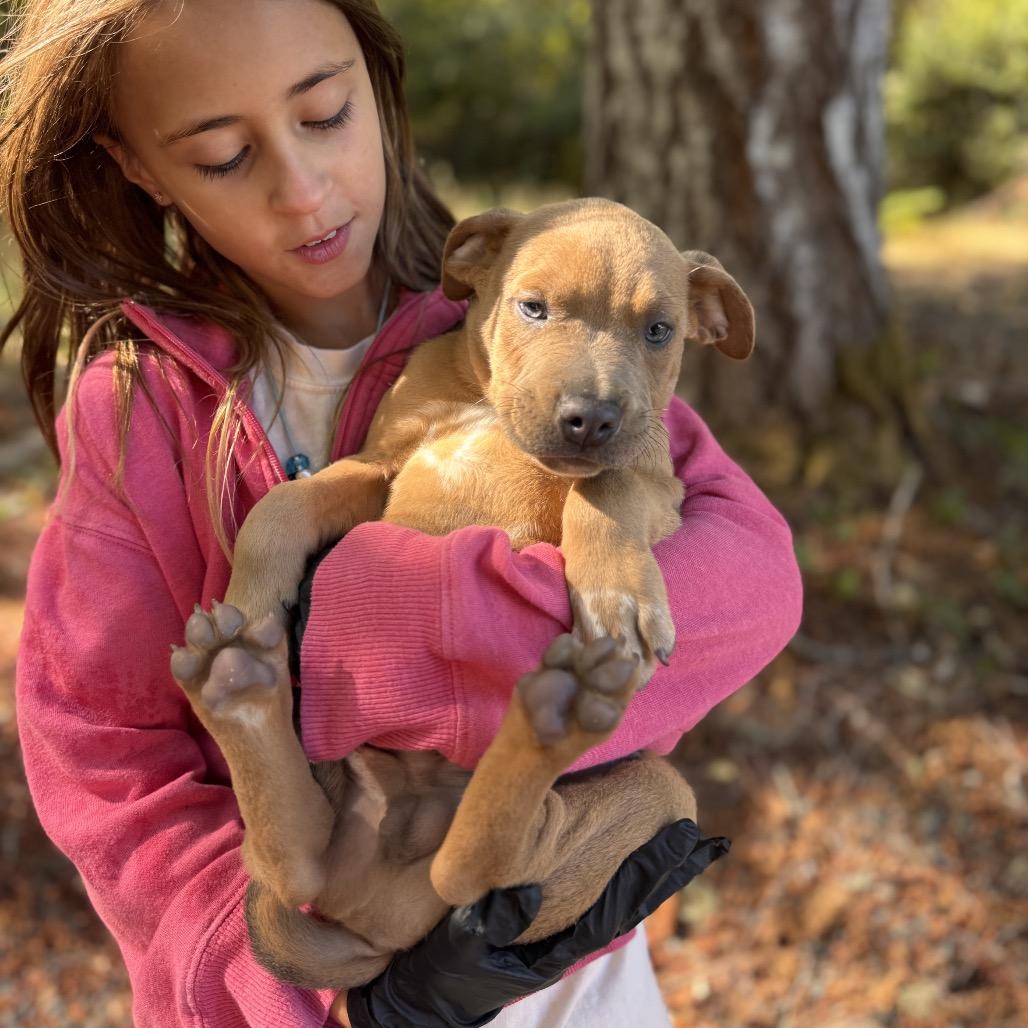 Luke, Adoptable, Puppy Male Mastiff & Mixed Breed.