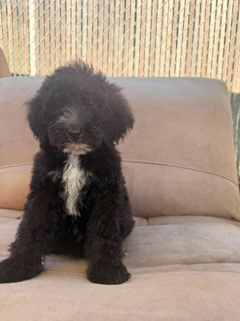 Star, a ADOPTABLE Goldendoodle in Moreno Valley, CA image 1/2