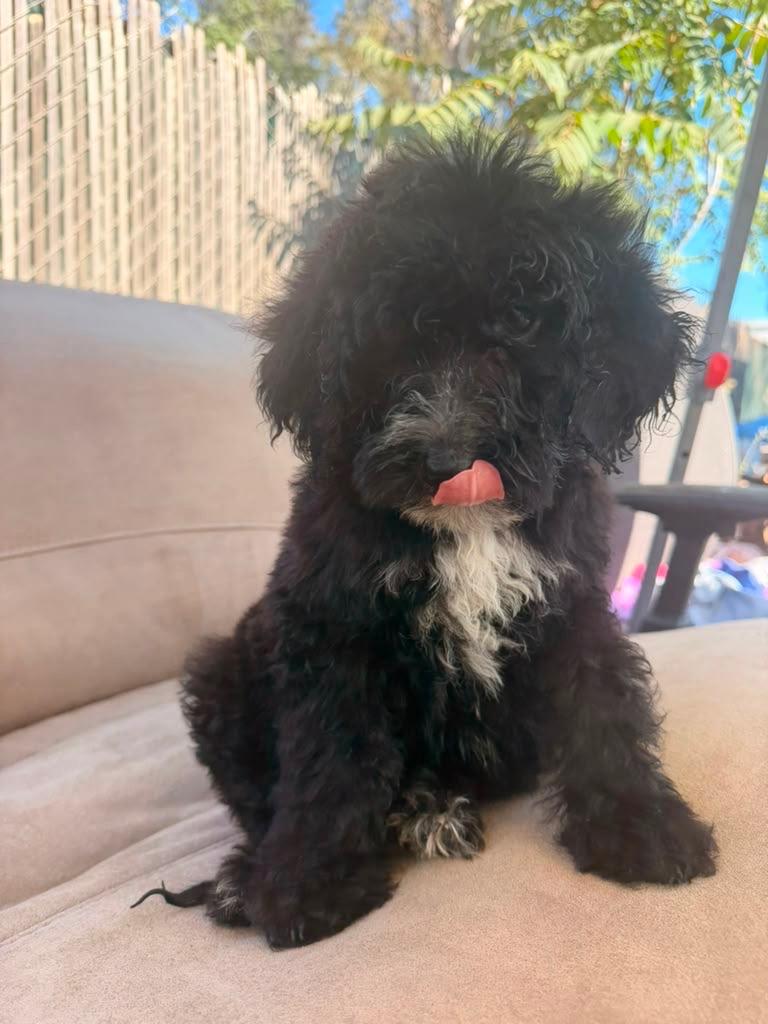 Star, a ADOPTABLE Goldendoodle in Moreno Valley, CA image 2/2