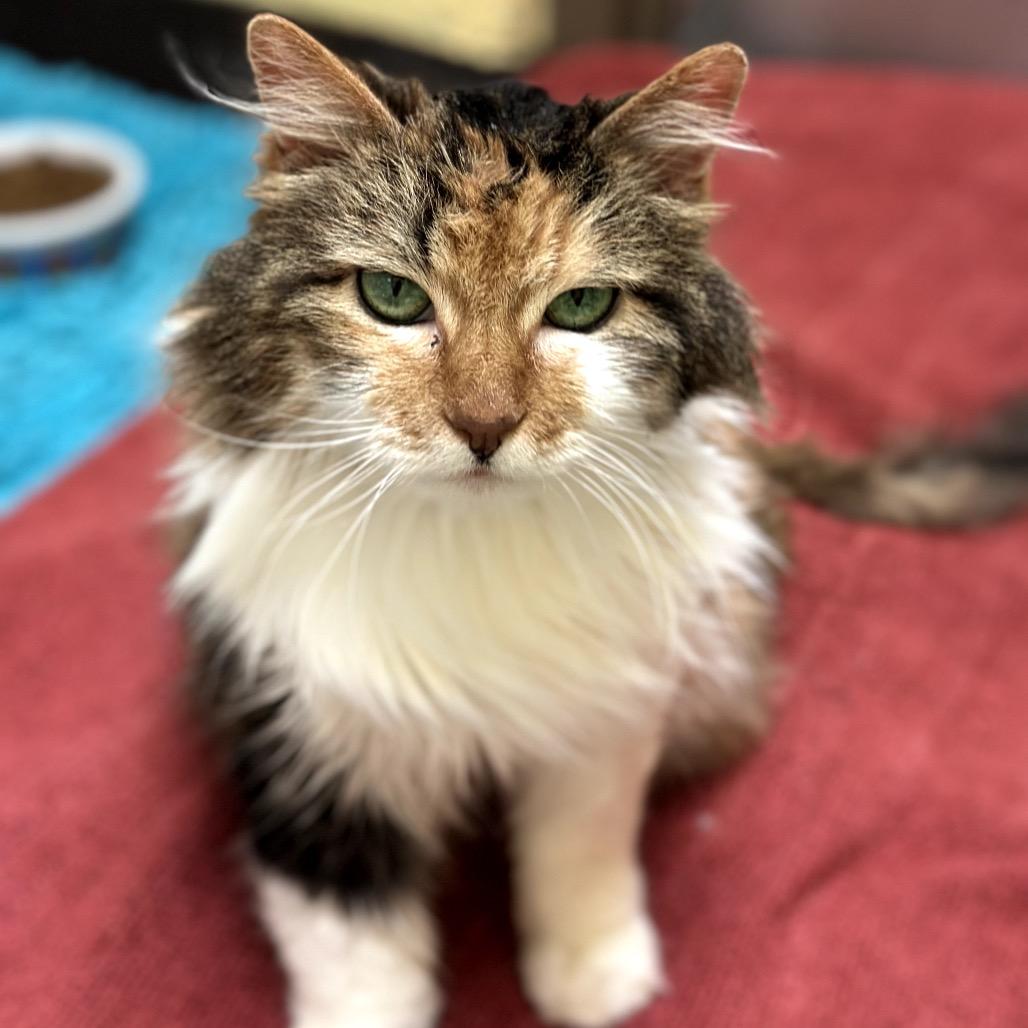 Girlie - Special sweetheart, Adoptable, Senior Female Domestic Long Hair.
