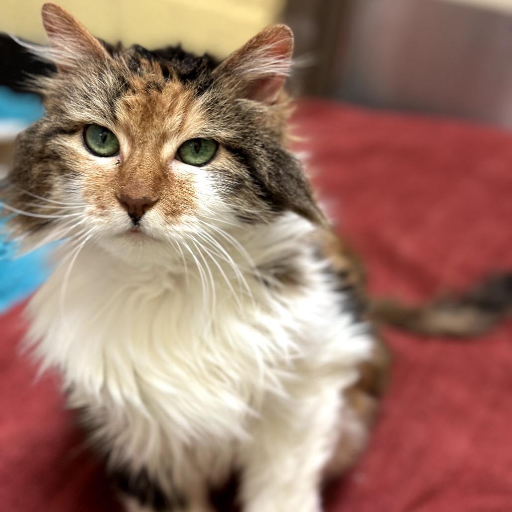 Girlie - Special sweetheart, a Adoptable Domestic Long Hair in Flagstaff, AZ image 2/6