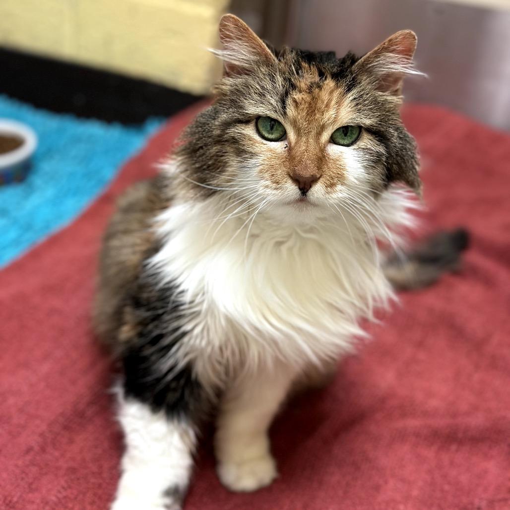 Girlie - Special sweetheart, a Adoptable Domestic Long Hair in Flagstaff, AZ image 3/6