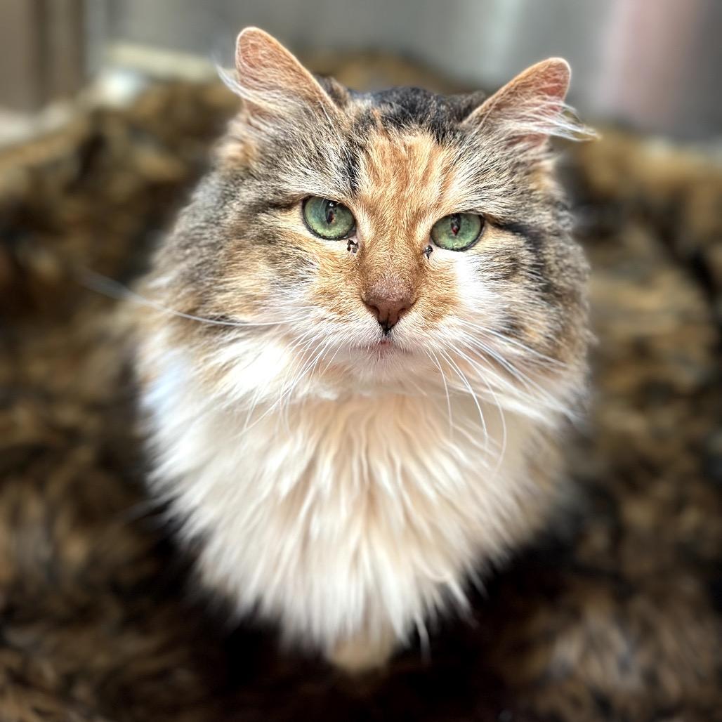 Girlie - Special sweetheart, a Adoptable Domestic Long Hair in Flagstaff, AZ image 4/6