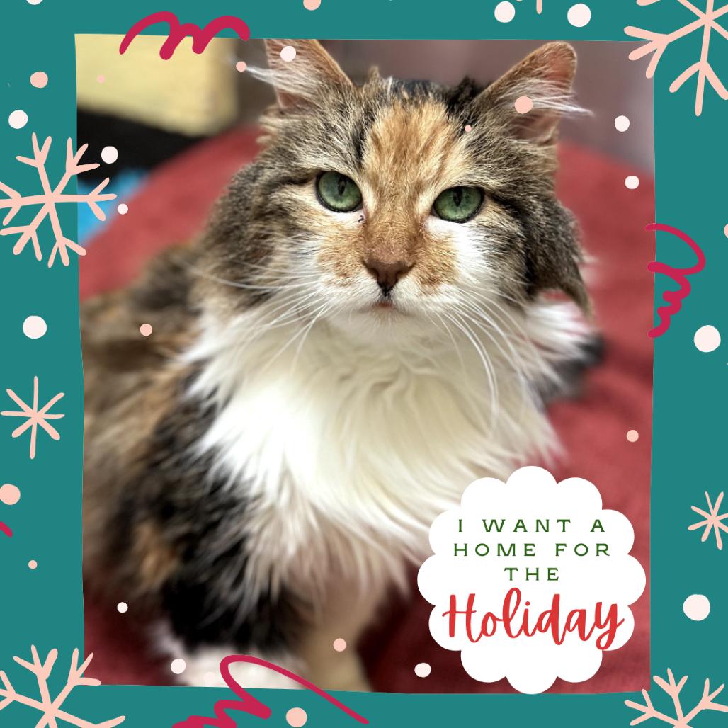 Girlie - Special sweetheart, a Adoptable Domestic Long Hair in Flagstaff, AZ image 5/6