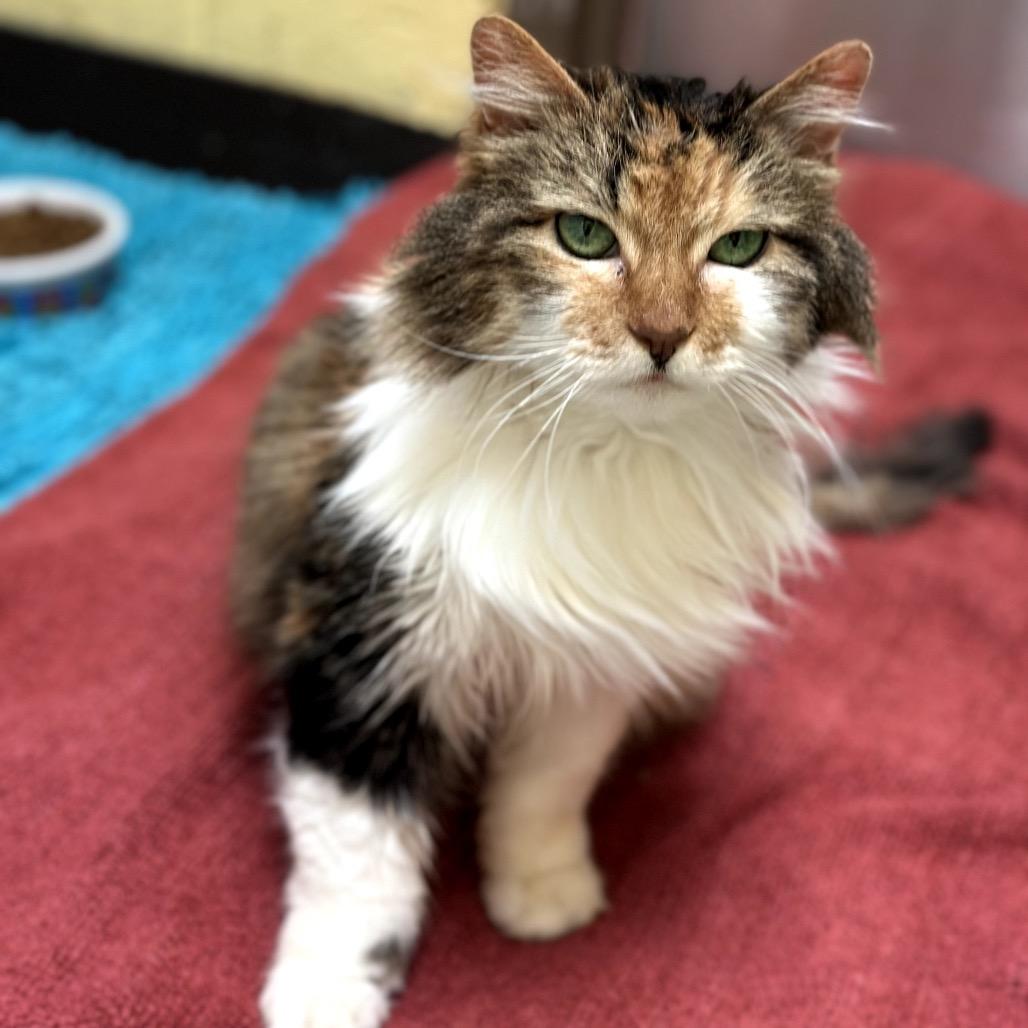 Girlie - Special sweetheart, a Adoptable Domestic Long Hair in Flagstaff, AZ image 6/6