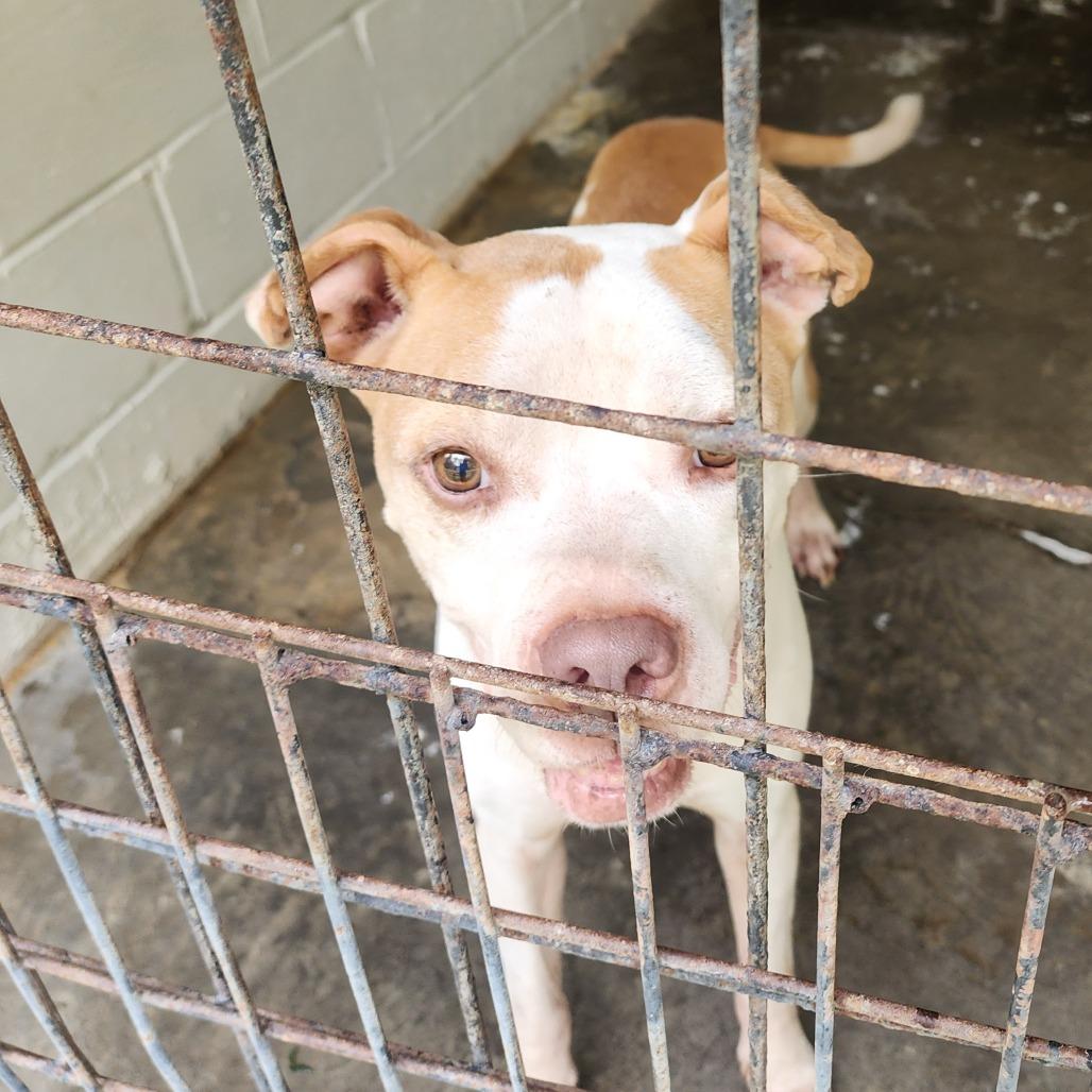 Barney, a Adoptable mixed breed in Evensville, TN image 1/6