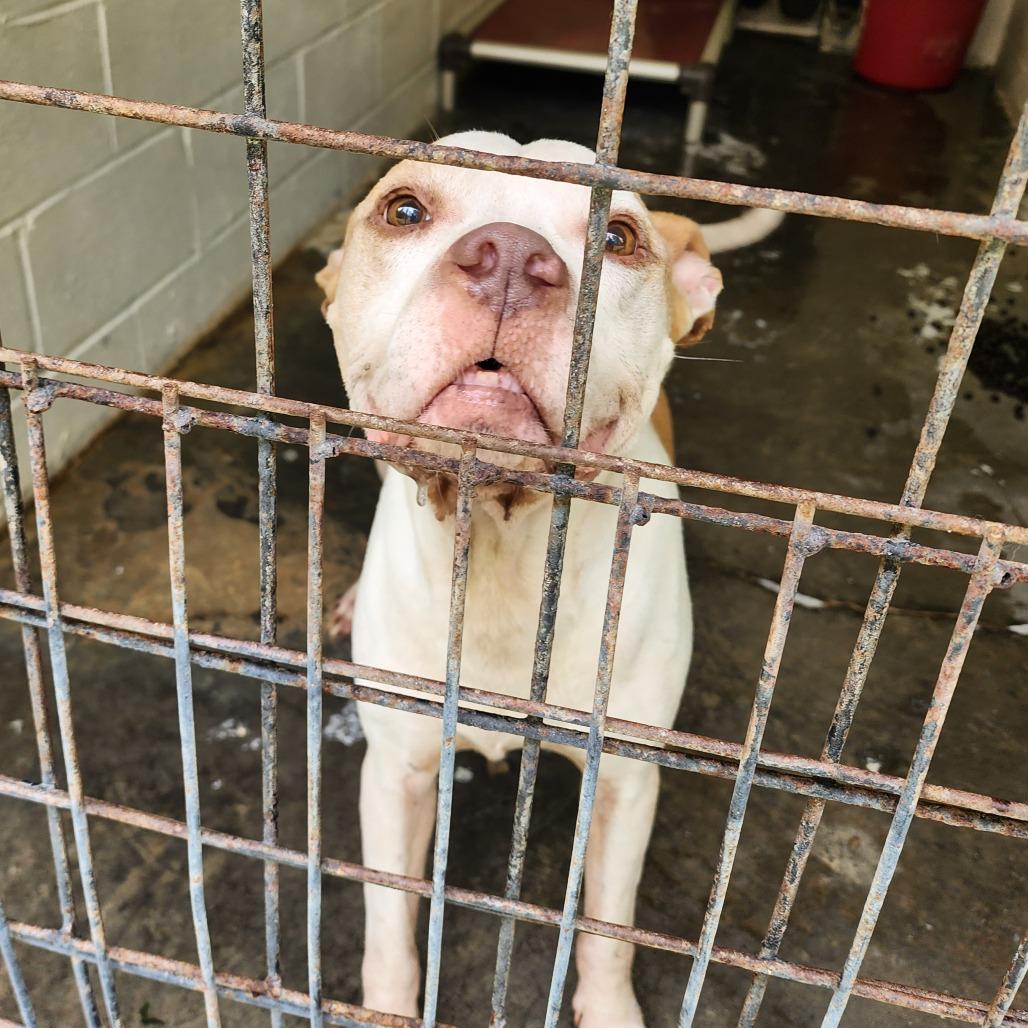 Barney, a Adoptable mixed breed in Evensville, TN image 3/6