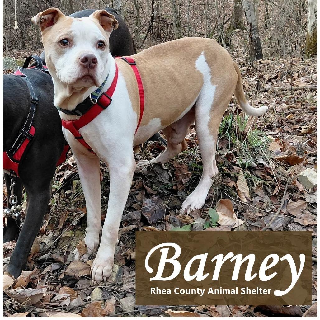 Barney, a Adoptable mixed breed in Evensville, TN image 3/6