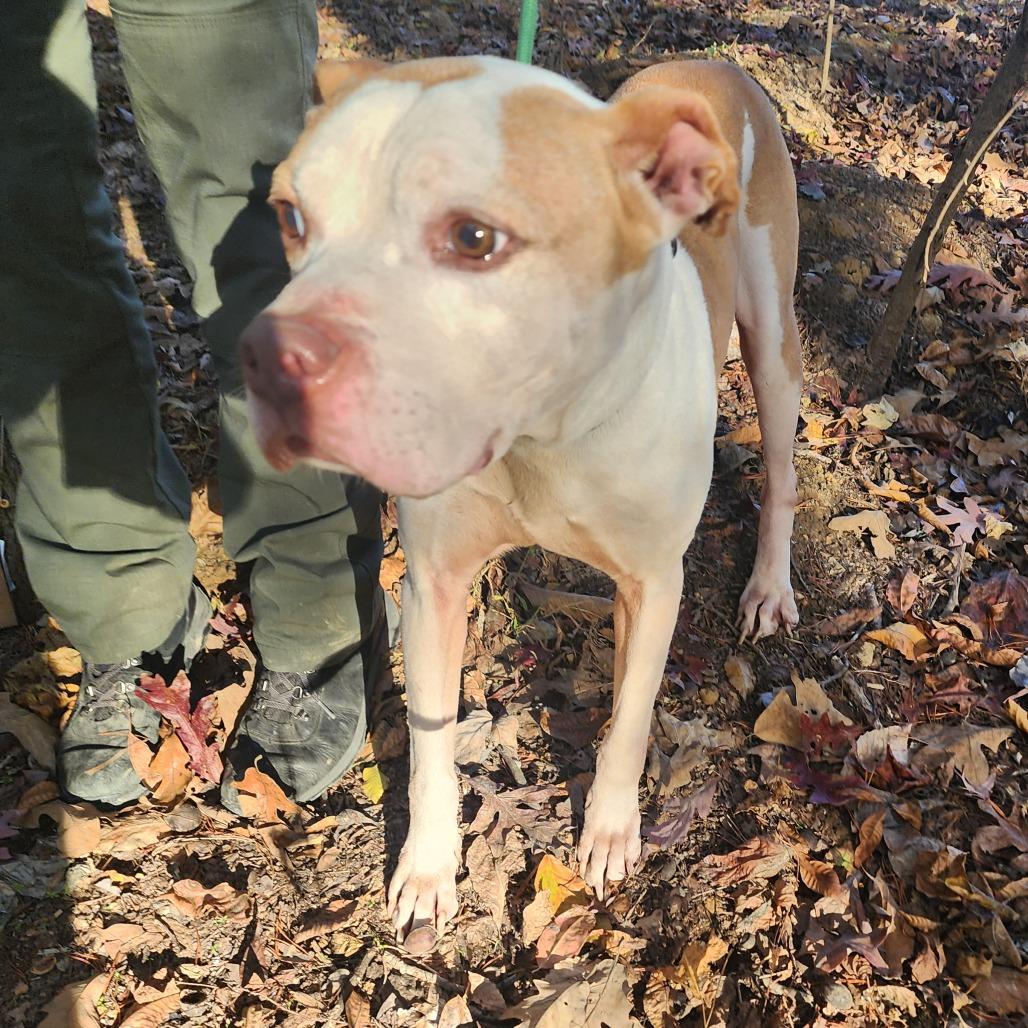 Barney, a Adoptable mixed breed in Evensville, TN image 4/6