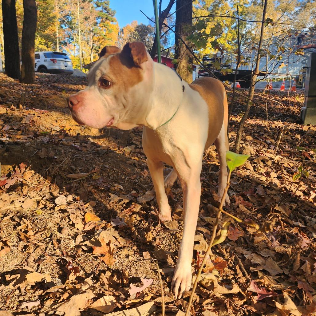 Barney, a Adoptable mixed breed in Evensville, TN image 4/6
