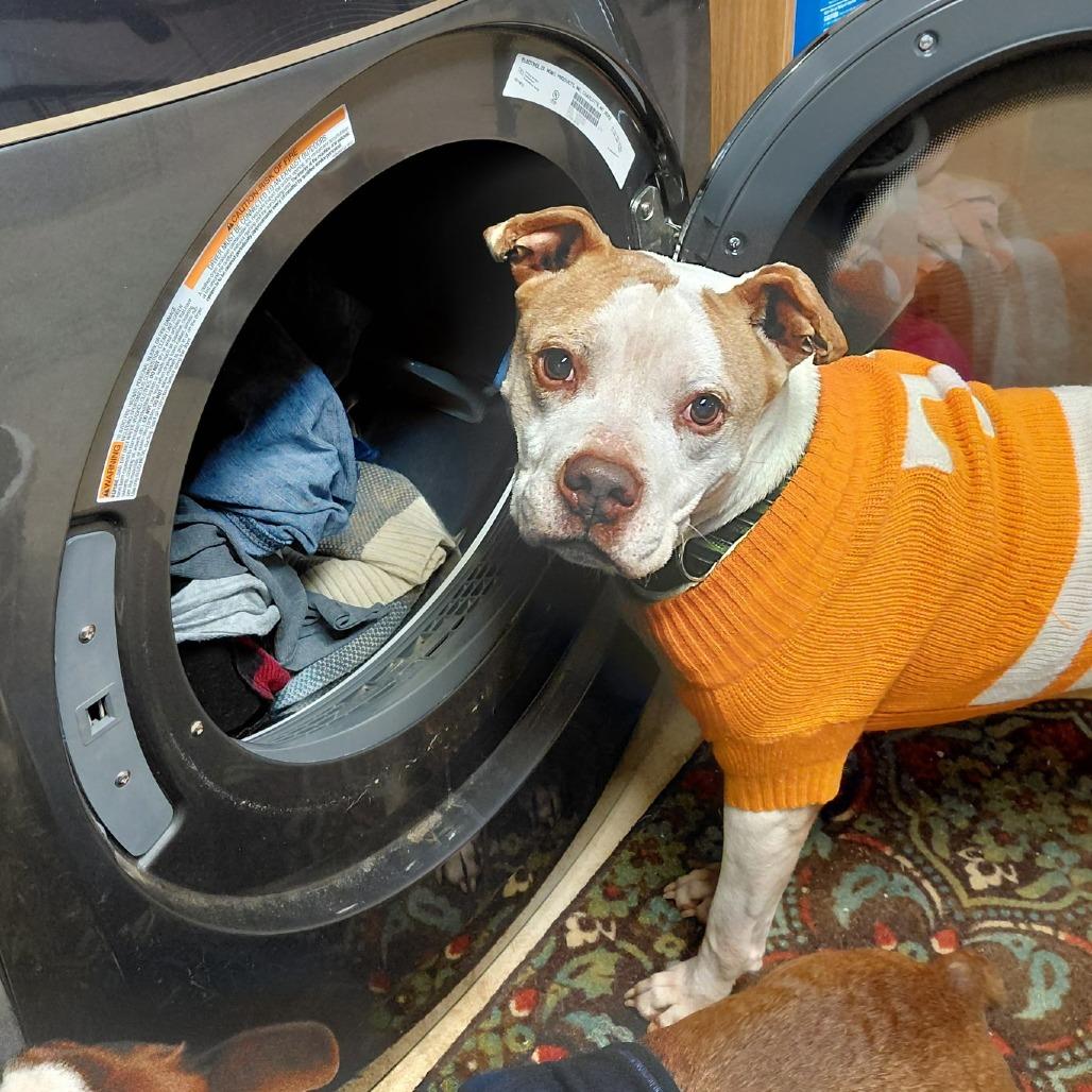 Barney, a Adoptable mixed breed in Evensville, TN image 5/6