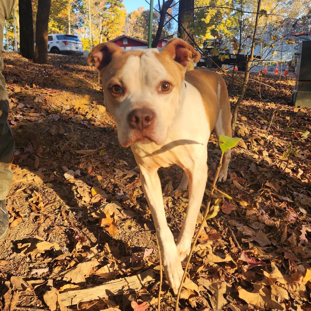Barney, a Adoptable mixed breed in Evensville, TN image 6/6