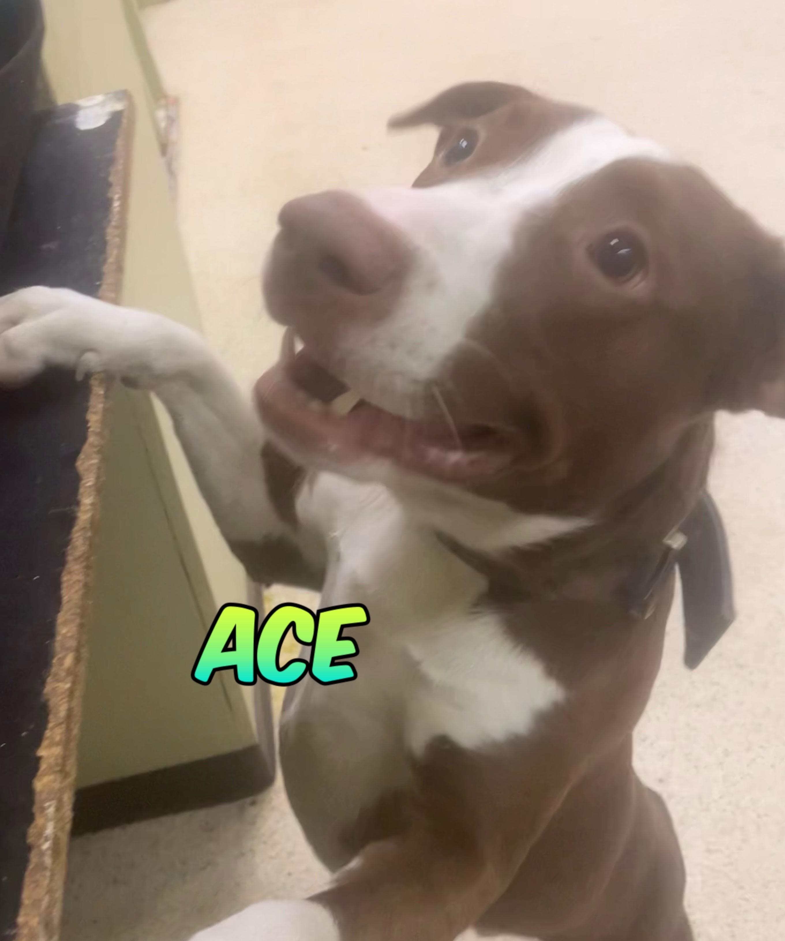 Enlarge Ace, a Adoptable mixed breed in Muncie, IN image 1/1