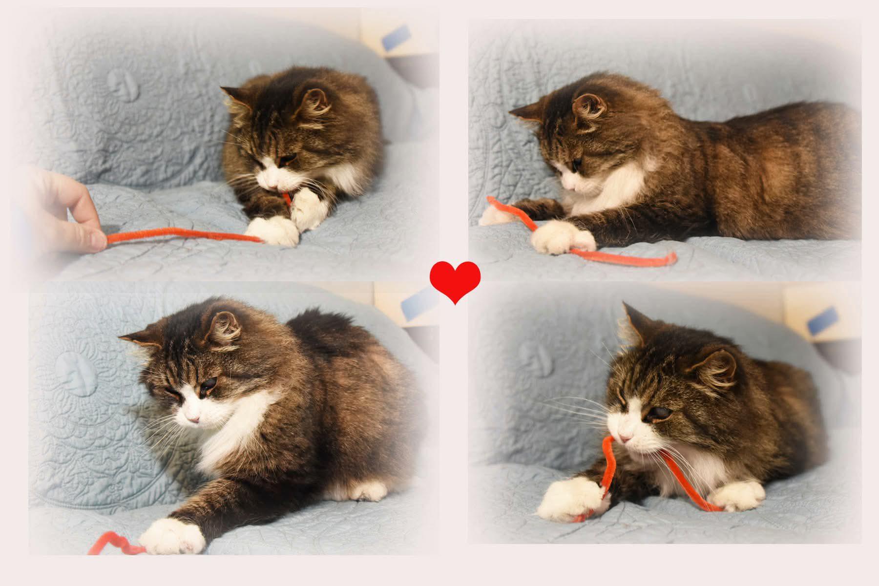 Fluff, a ADOPTABLE Domestic Long Hair in Johnstown, NY image 1/5