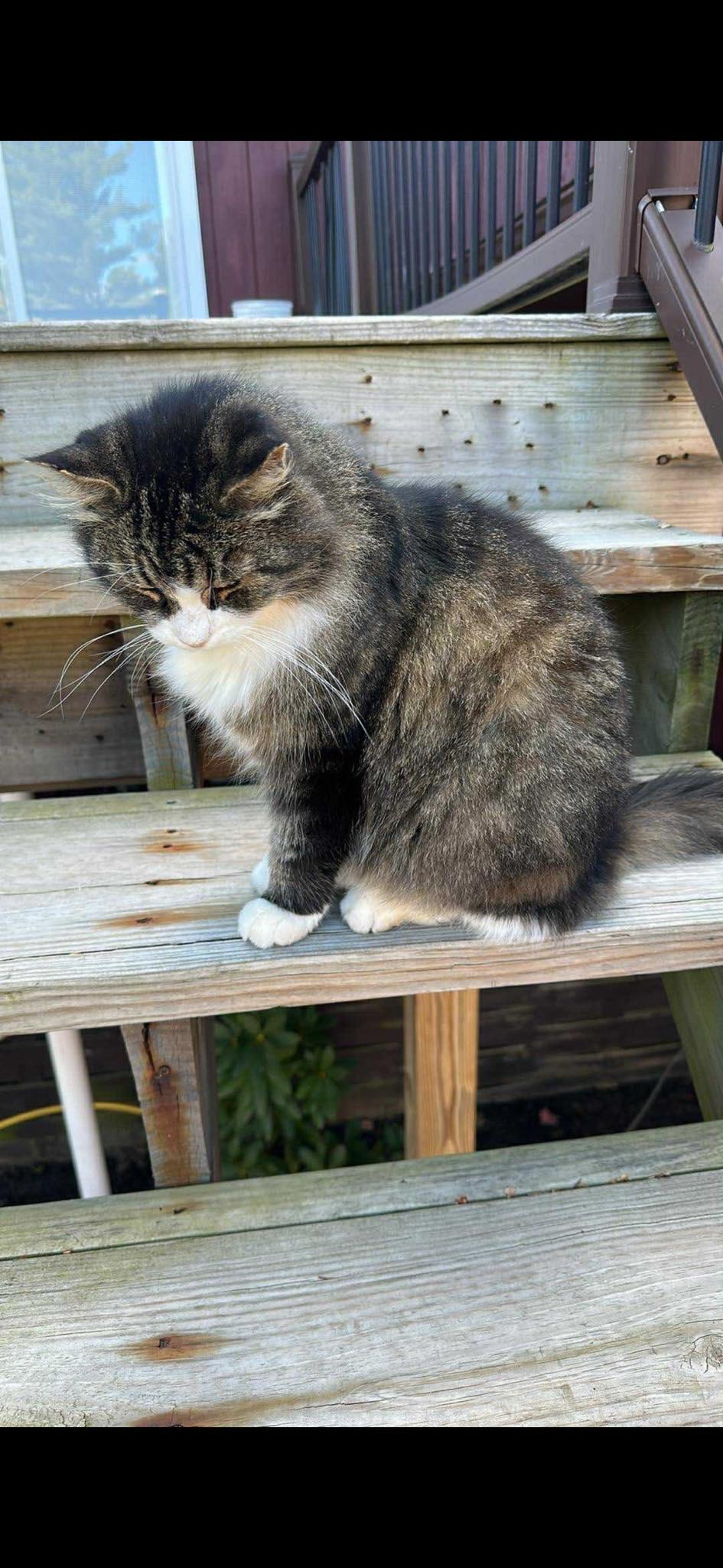 Fluff, a ADOPTABLE Domestic Long Hair in Johnstown, NY image 4/5