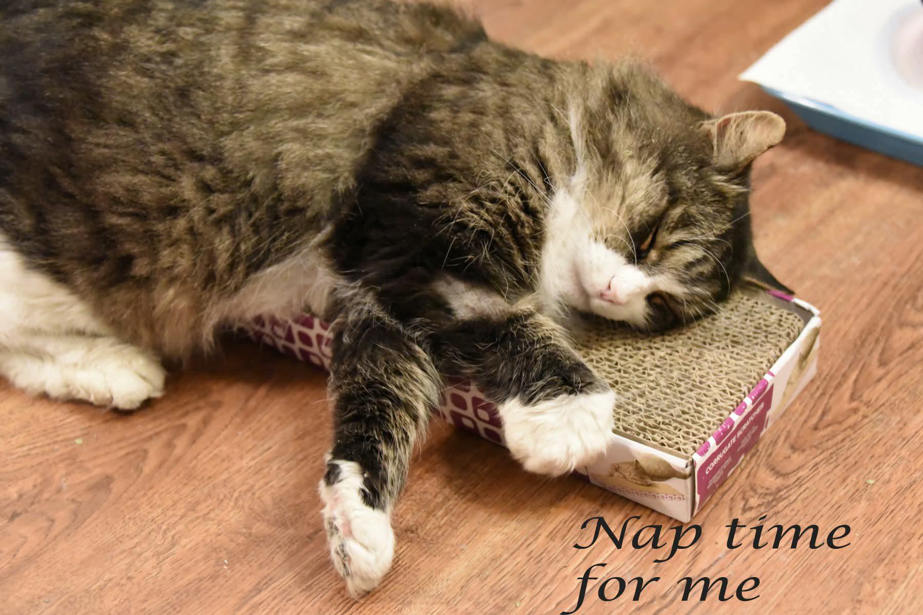 Fluff, a ADOPTABLE Domestic Long Hair in Johnstown, NY image 2/5