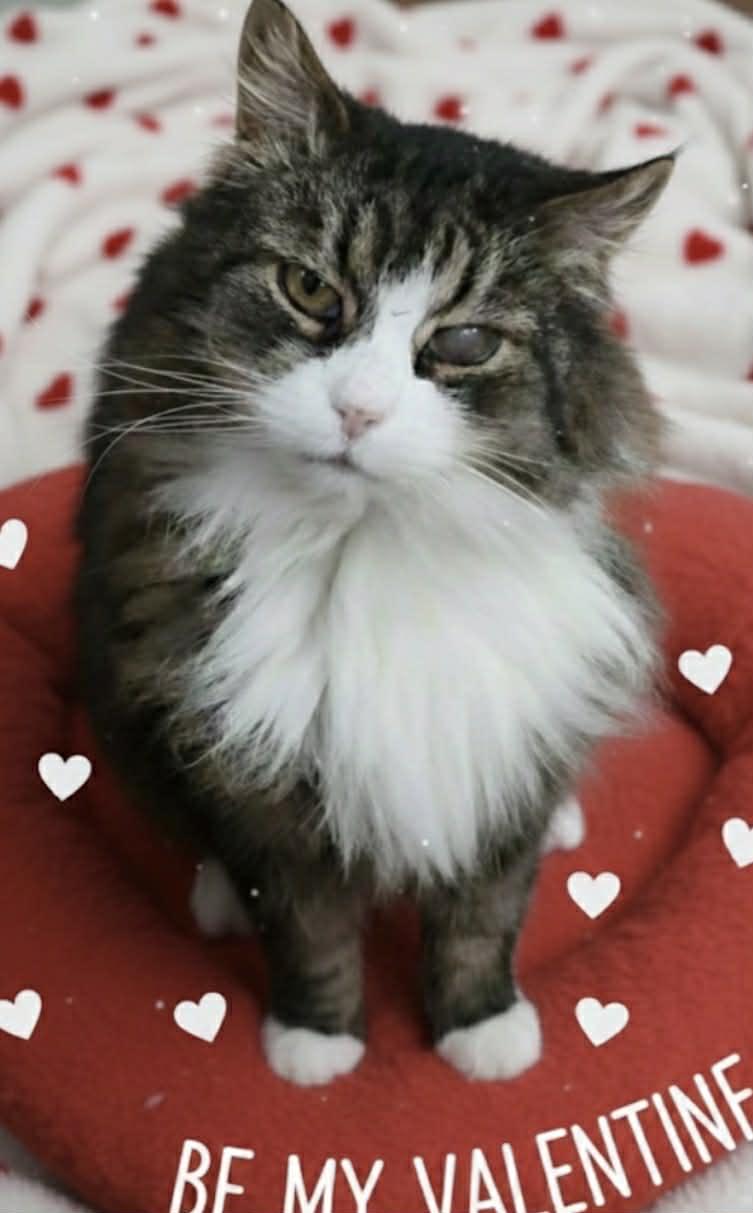 Enlarge Fluff, a ADOPTABLE Domestic Long Hair in Johnstown, NY image 1/6