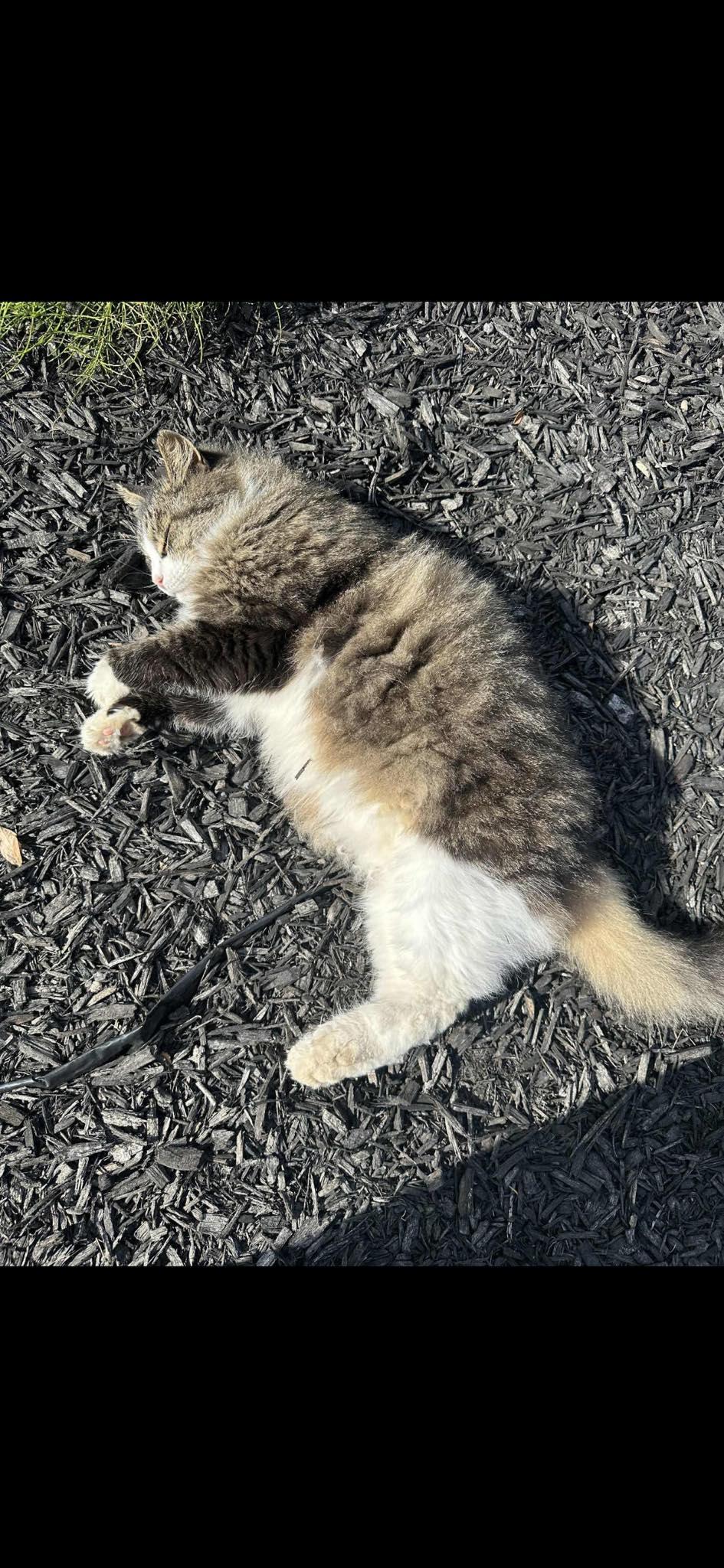 Fluff, a ADOPTABLE Domestic Long Hair in Johnstown, NY image 5/5