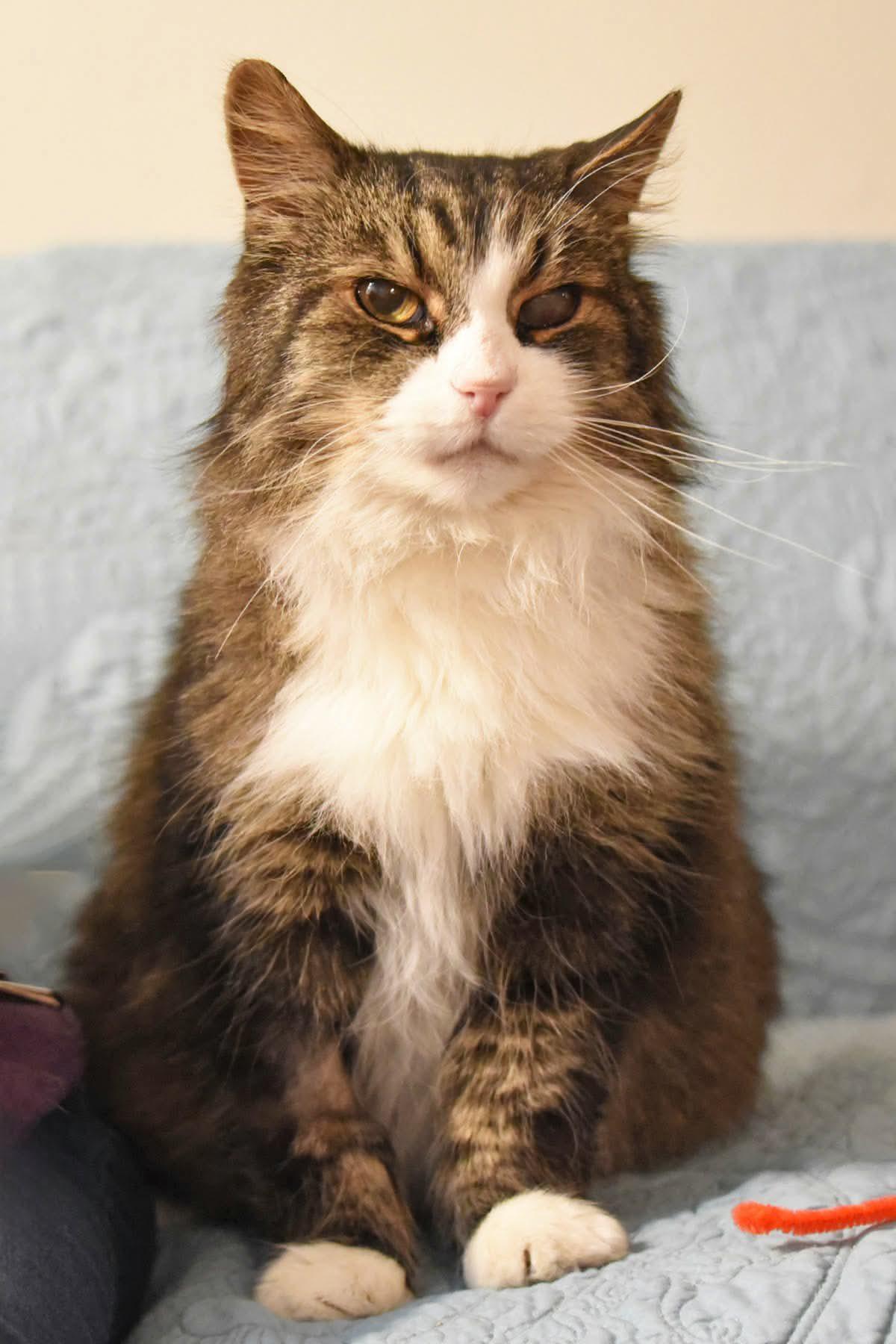 Fluff, a ADOPTABLE Domestic Long Hair in Johnstown, NY image 3/5