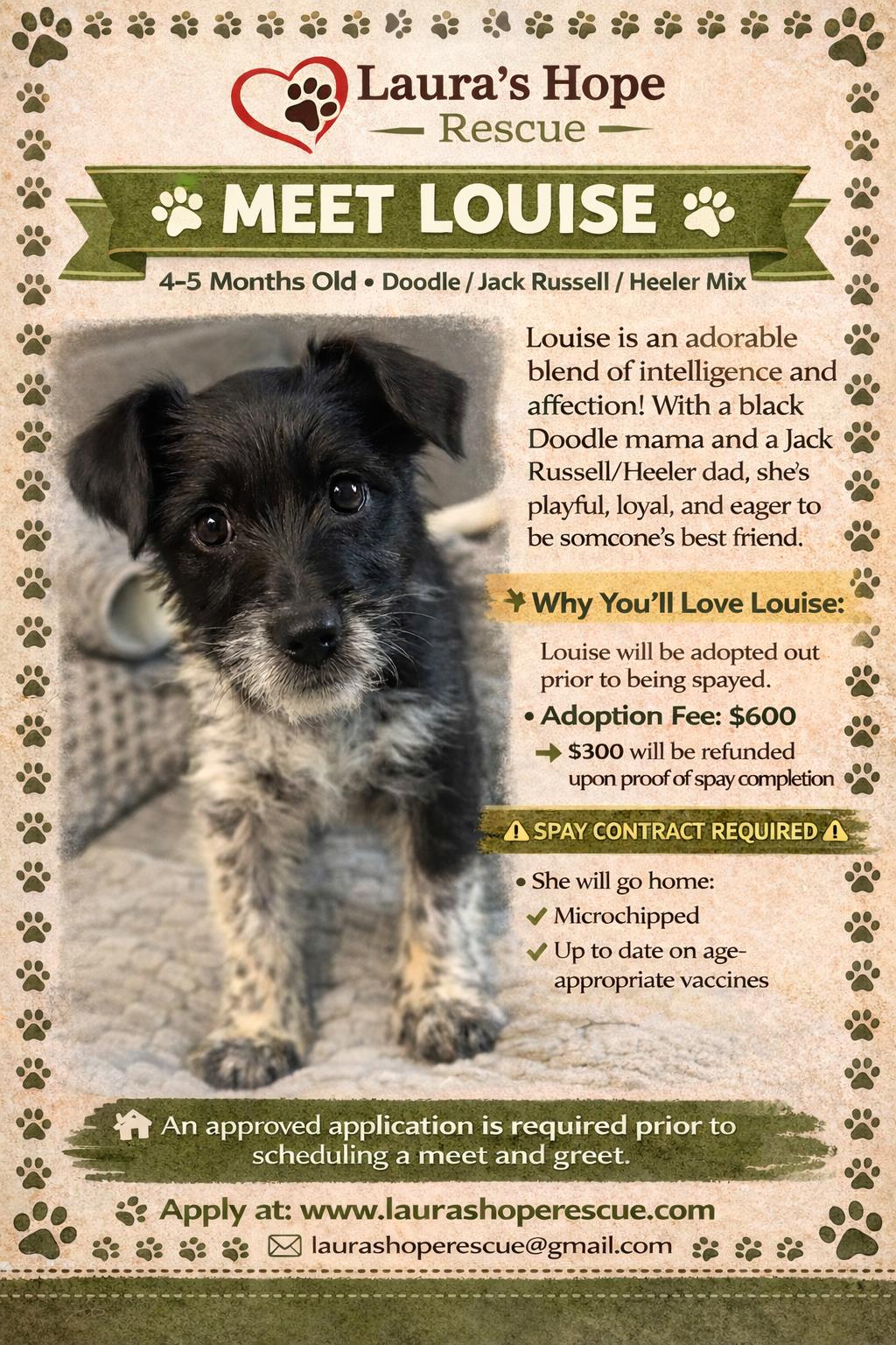 Louise, ADOPTABLE, Puppy Female Labradoodle & Australian Cattle Dog / Blue Heeler.