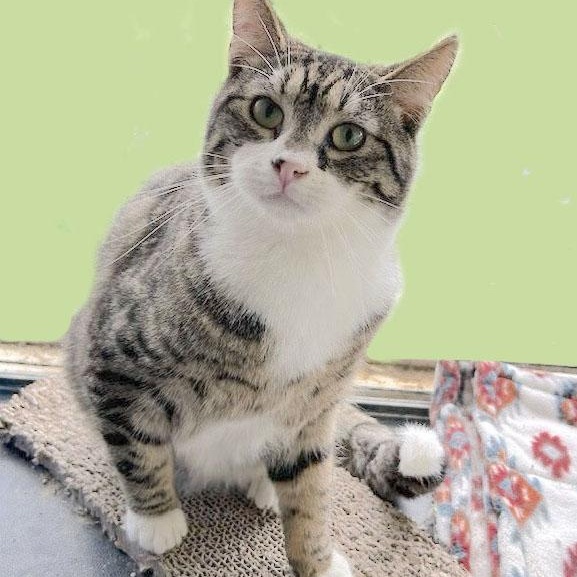 LEO, ADOPTABLE, Adult Male Domestic Short Hair.