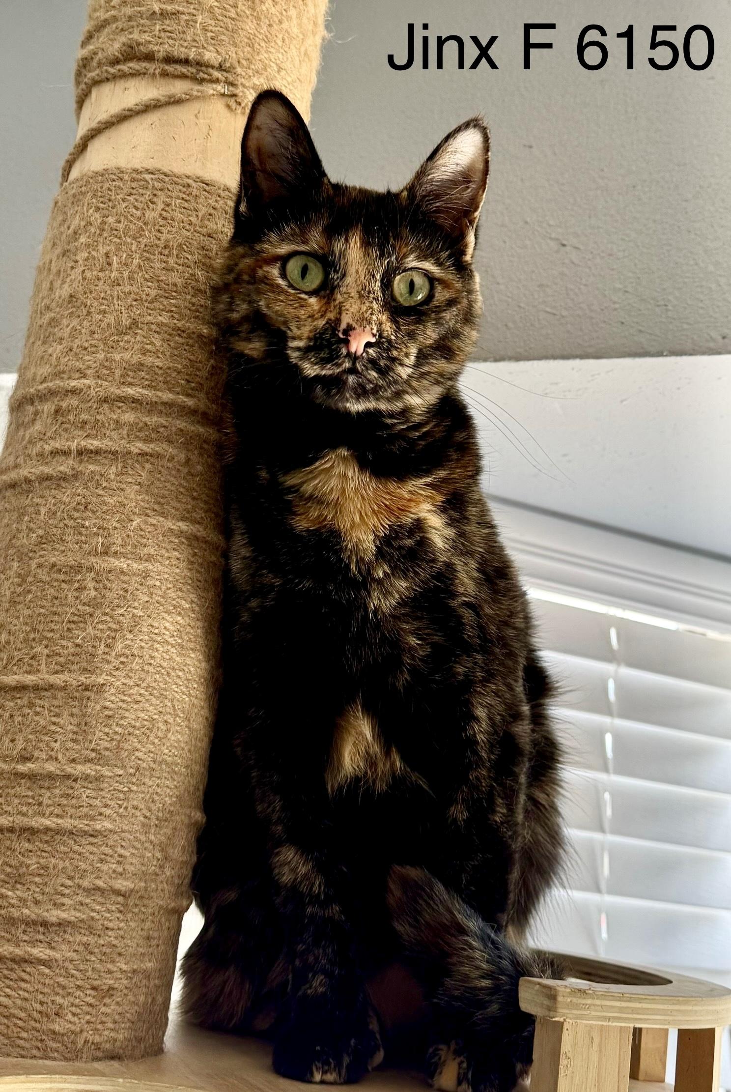 Enlarge Jinx, a Adoptable Tortoiseshell in Weatherford, TX image 1/5