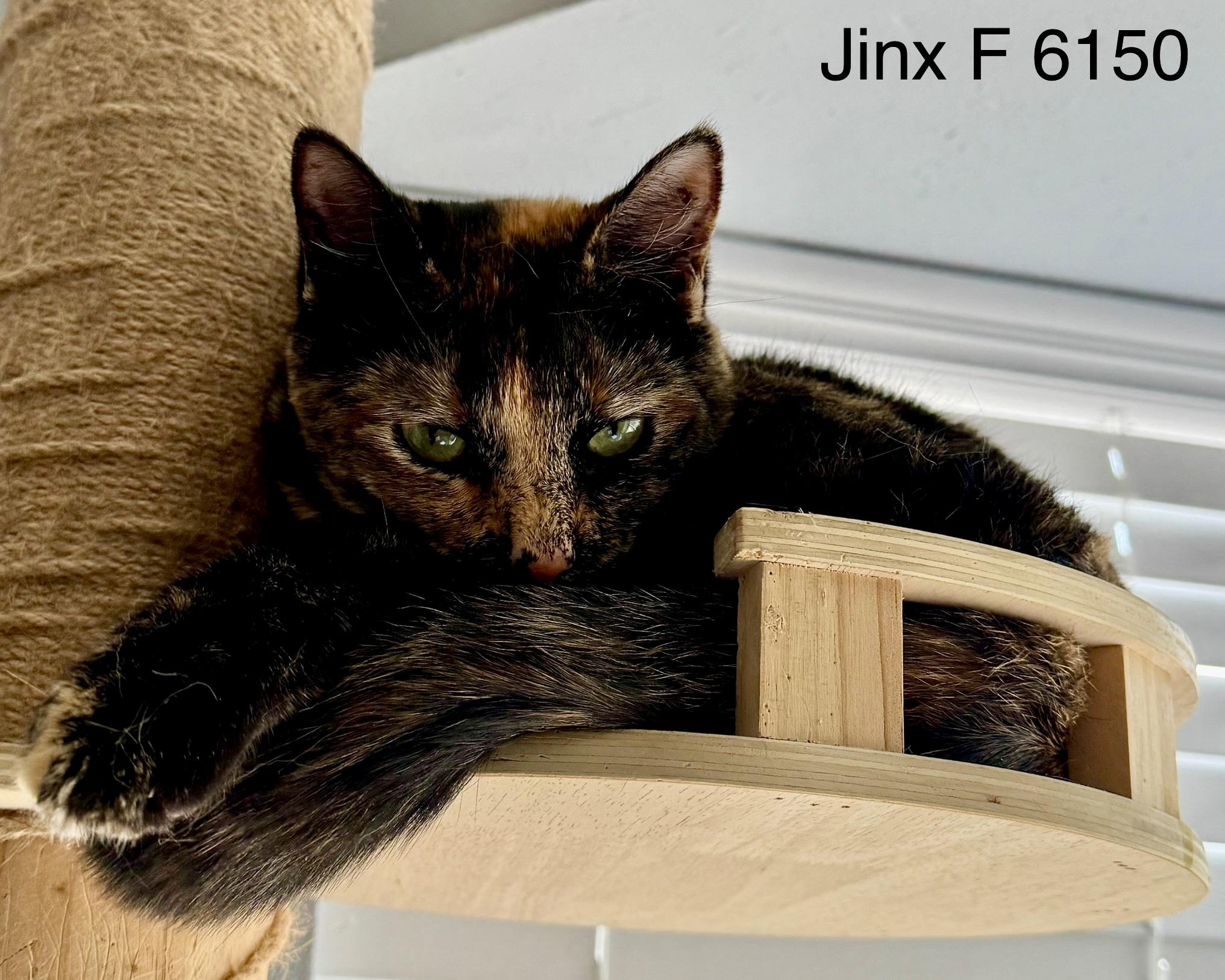 Enlarge Jinx, a Adoptable Tortoiseshell in Weatherford, TX image 5/5