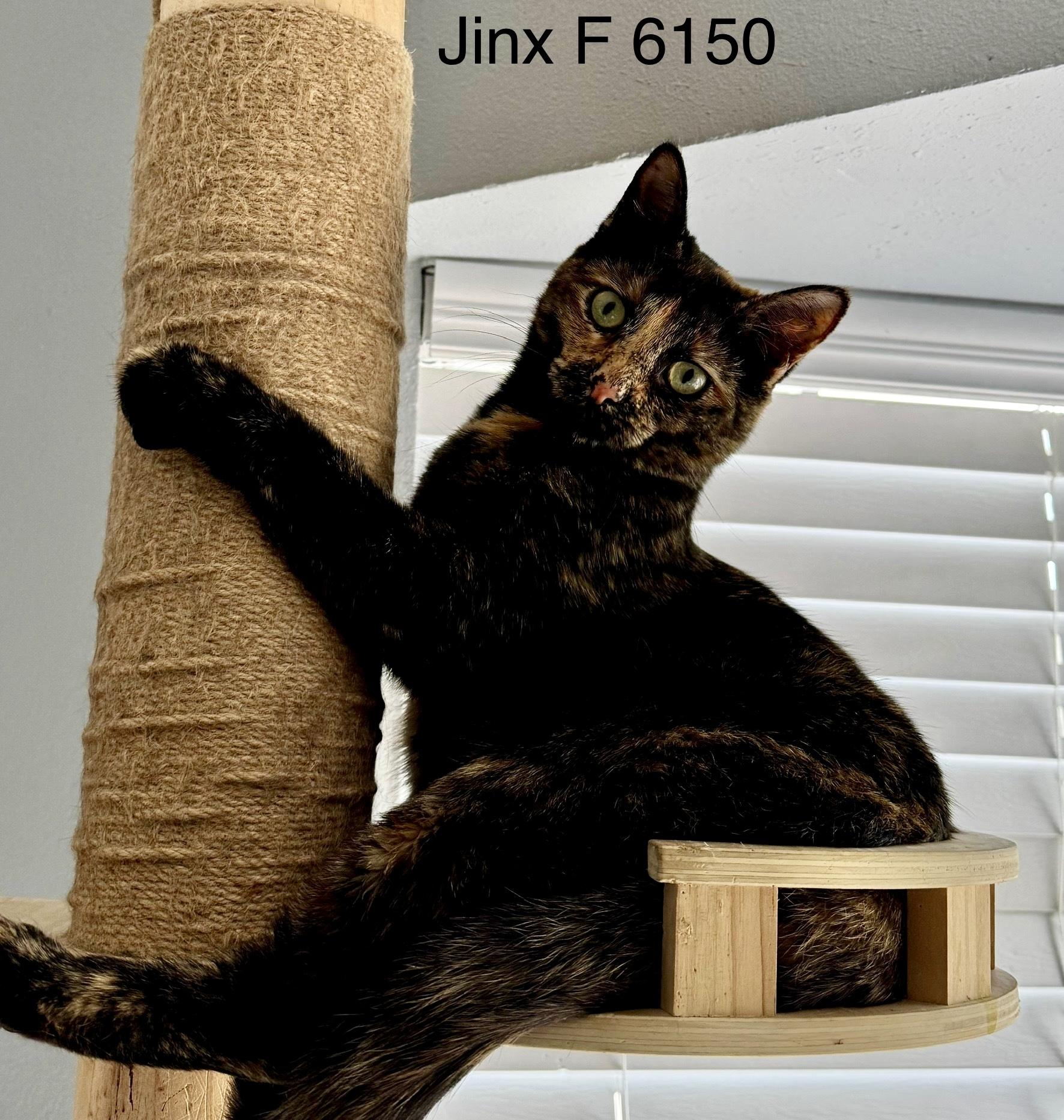 Enlarge Jinx, a Adoptable Tortoiseshell in Weatherford, TX image 4/5