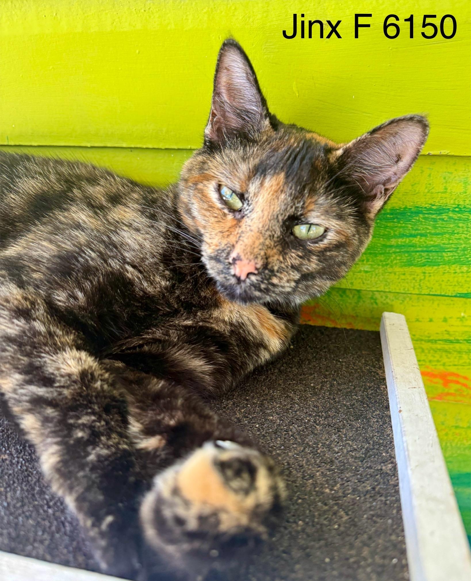 Enlarge Jinx, a Adoptable Tortoiseshell in Weatherford, TX image 3/5