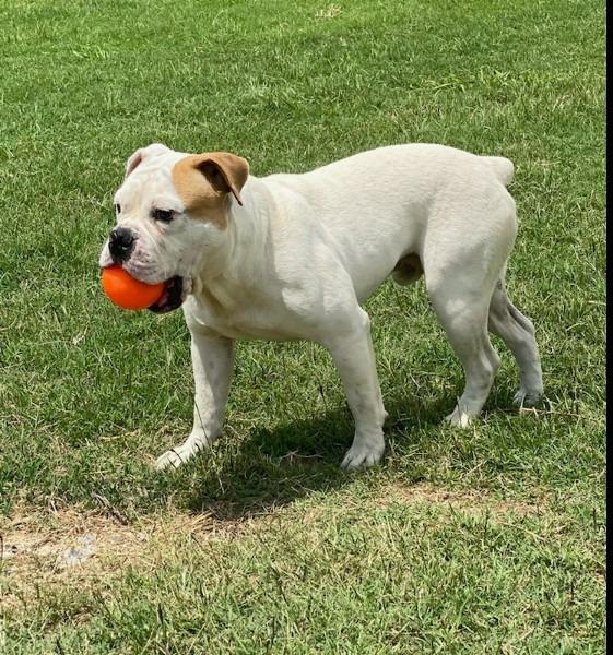 Enlarge Mack, a Adopted English Bulldog in Farmersville, TX image 1/5