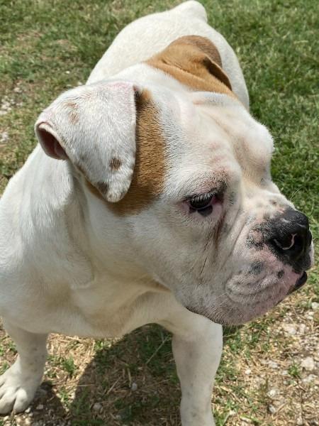 Enlarge Mack, a Adopted English Bulldog in Farmersville, TX image 2/5
