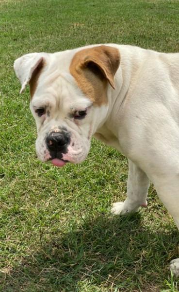 Enlarge Mack, a Adopted English Bulldog in Farmersville, TX image 3/5