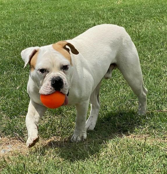 Enlarge Mack, a Adopted English Bulldog in Farmersville, TX image 4/5