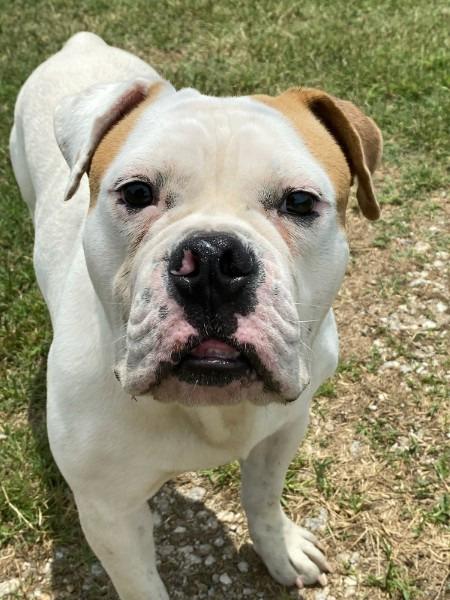 Enlarge Mack, a Adopted English Bulldog in Farmersville, TX image 5/5