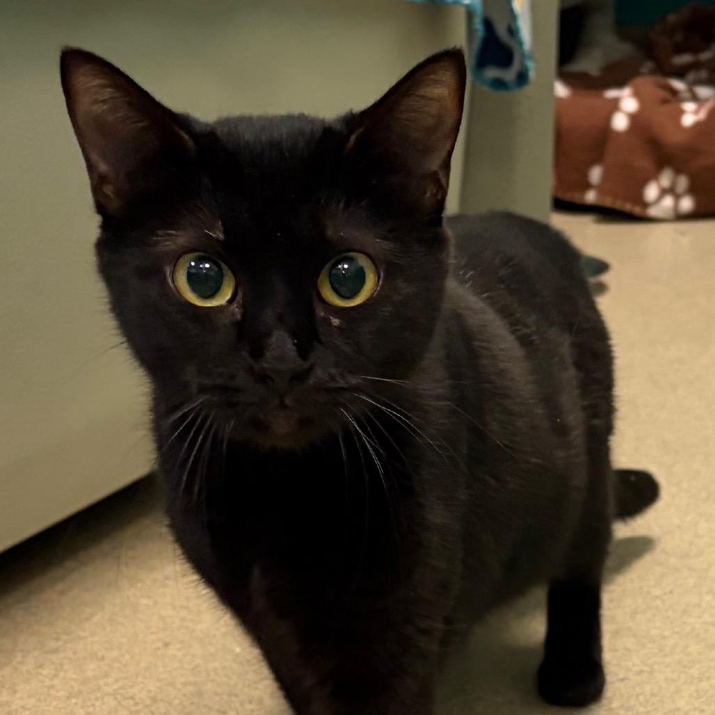 Kinsley, a Adoptable Domestic Short Hair in Fredericksburg, VA image 1/2