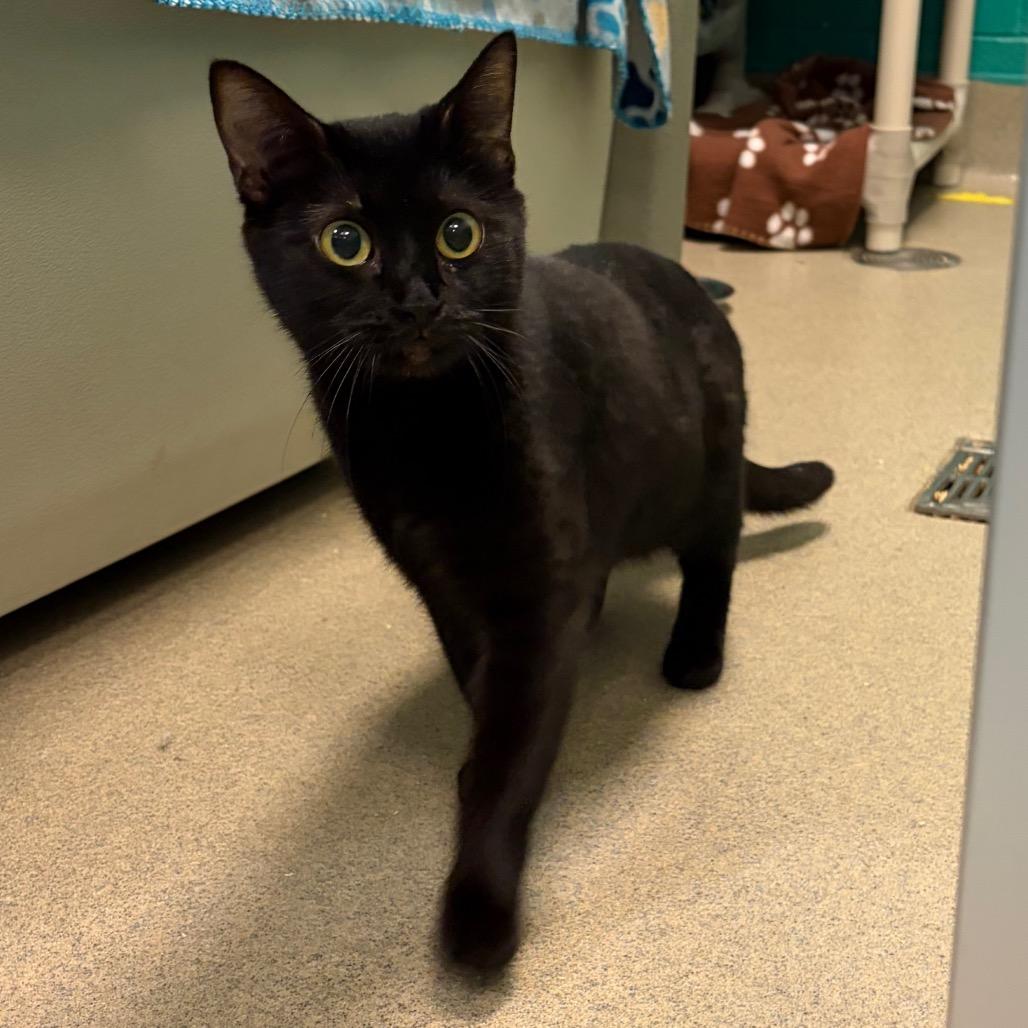 Kinsley, a Adoptable Domestic Short Hair in Fredericksburg, VA image 2/2