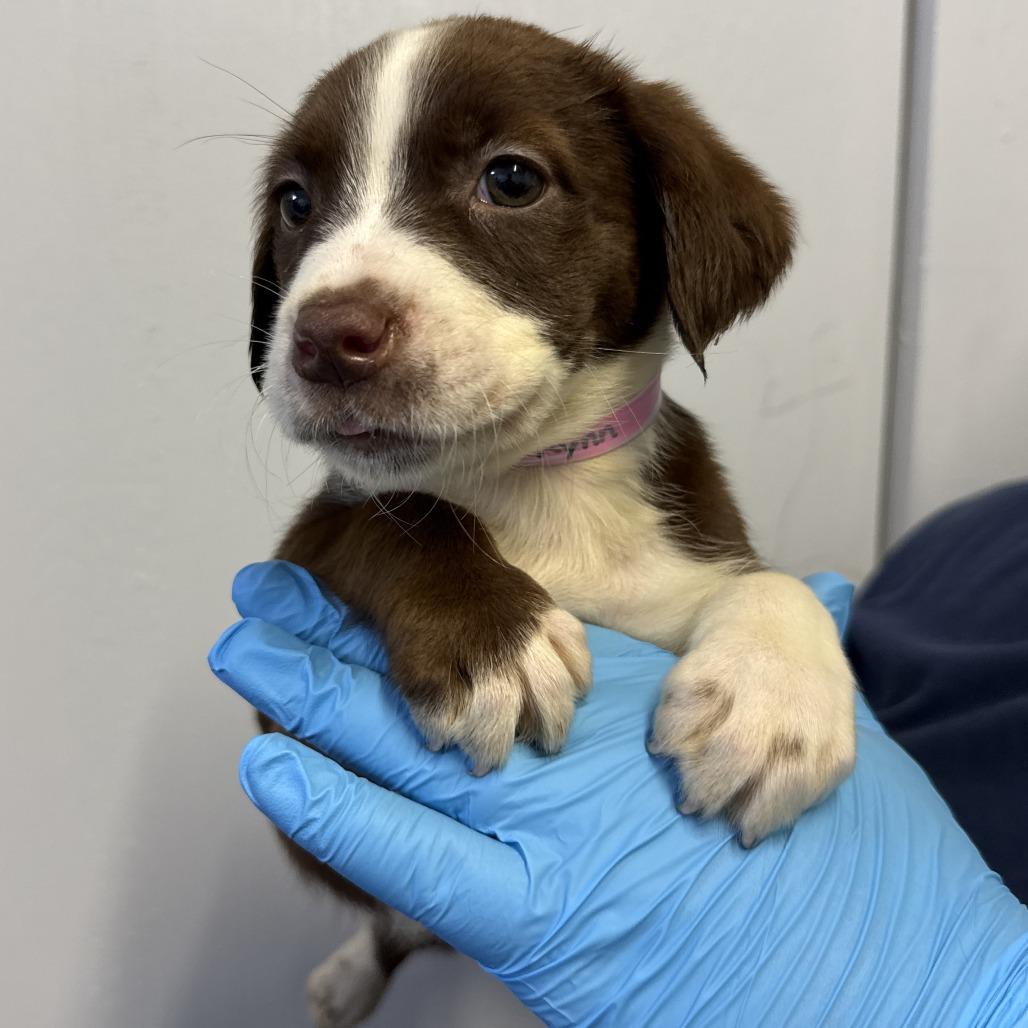 Enlarge Rynn, a Adoptable mixed breed in Hattiesburg, MS image 1/1