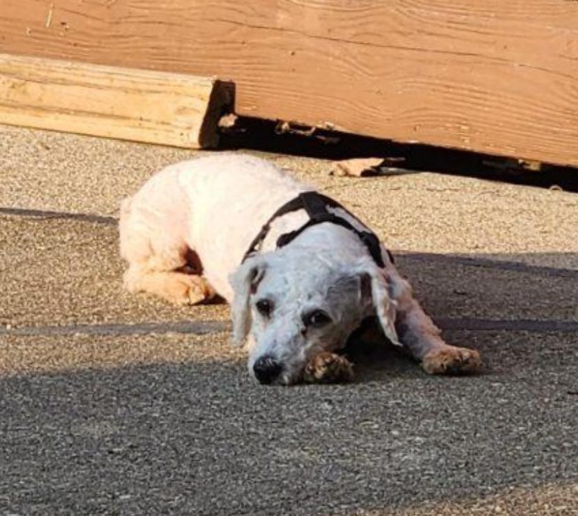 Enlarge Poppy, a Adoptable mixed breed in Maineville, OH image 4/6