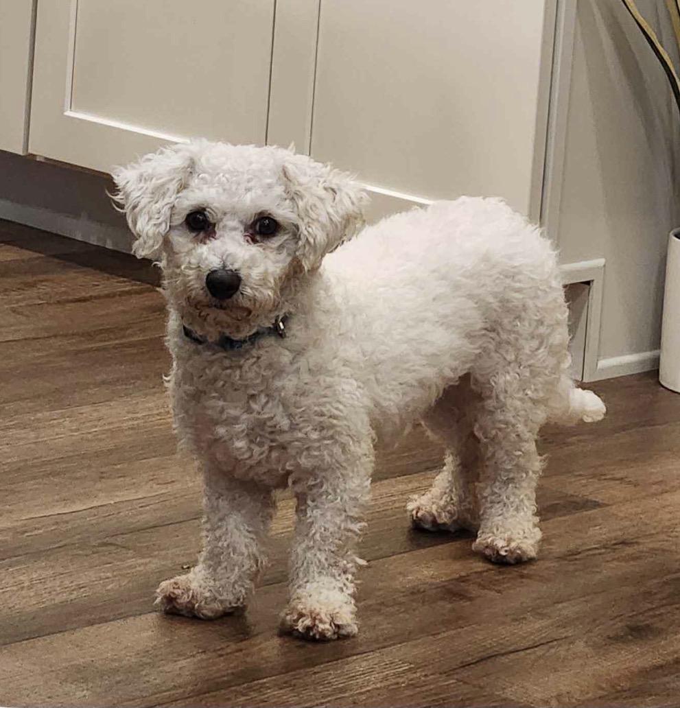 Enlarge Poppy, a Adoptable mixed breed in Maineville, OH image 1/6