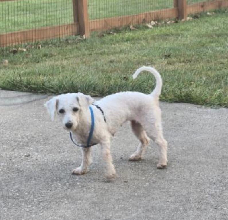 Enlarge Poppy, a Adoptable mixed breed in Maineville, OH image 5/6